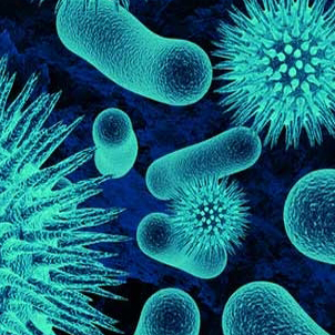 probiotics - the good bacteria