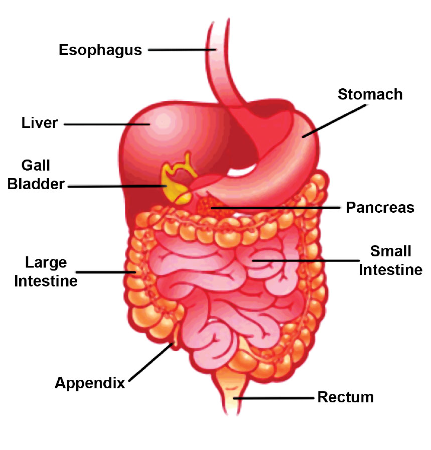 5 Ways Stress Affects Your Digestive System