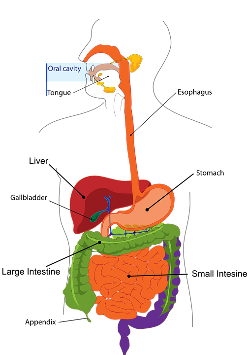 Digestion Diagram 