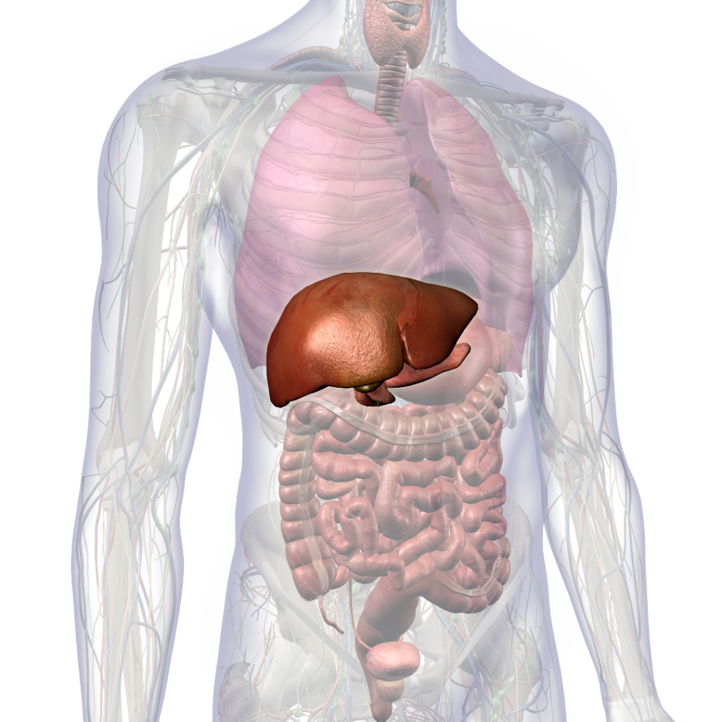 Position of the liver in the body